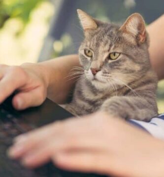 cat laptop keyboard featured 1000x450