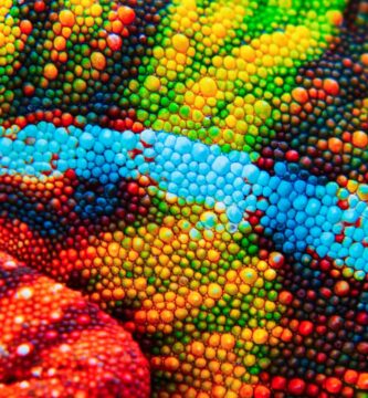 groovy lizard crazy color