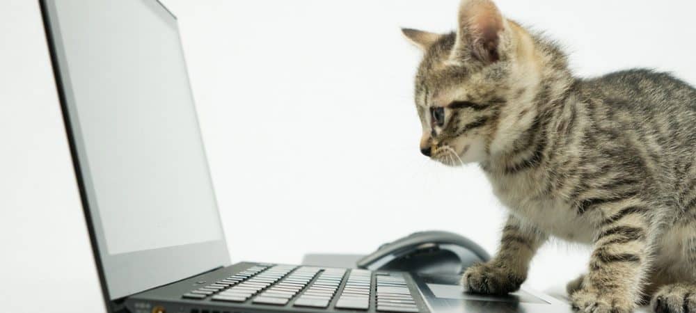 Kuinka nimetä Windows 10: n paikallinen käyttäjätili 1 cat Windows latptop computer user featured