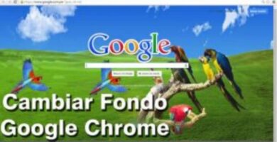 google aves cambiar fondo