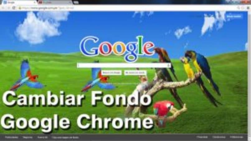 google aves cambiar fondo