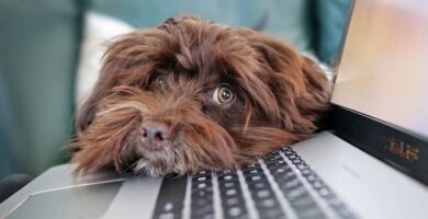 Mikä on etätyö? Mitkä ovat kotona työskentelyn edut ja haitat? 22 perro laptop teletrabajo 317