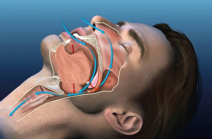 hengitysanatomia nukkuessa