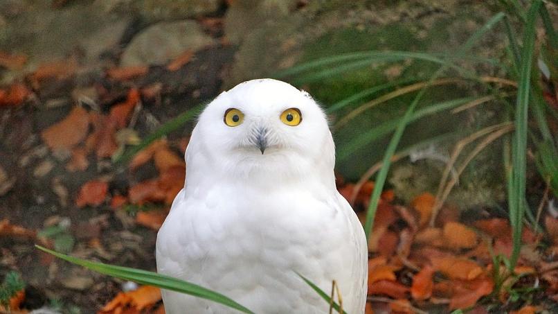 valkoinen pöllö hedwigina