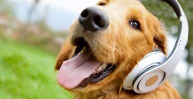 perro escucha musica
