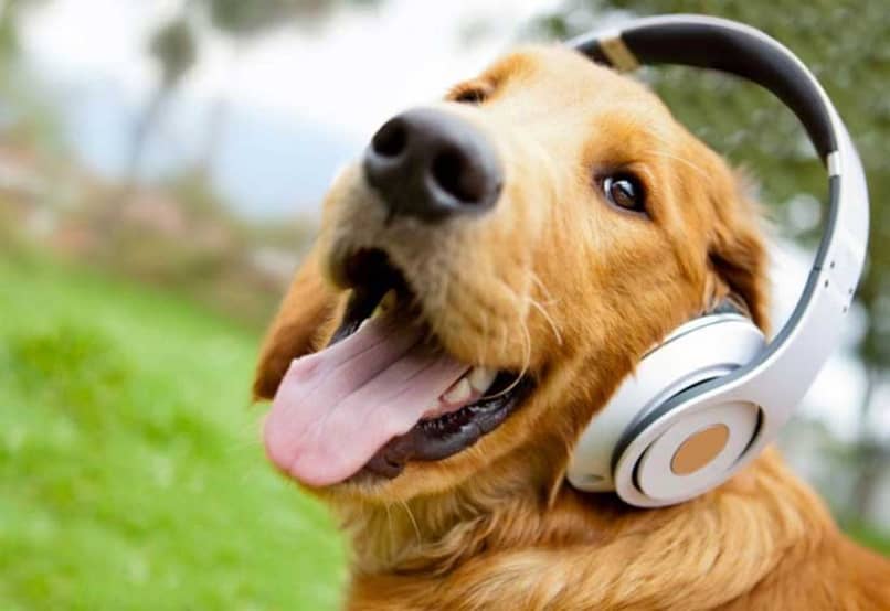 perro escucha musica