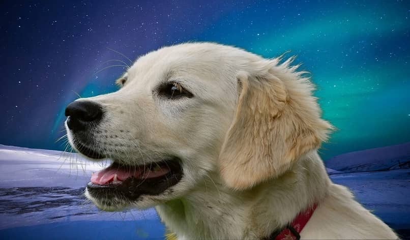 koira avaruudessa
