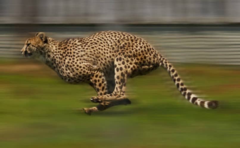 leopardi juoksee ruoholla