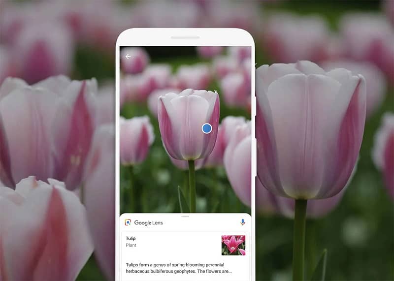 Kuinka tunnistaa kasvilajit Android Mobilen avulla? 1 Identificar flor