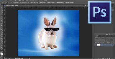 conejo photoshop