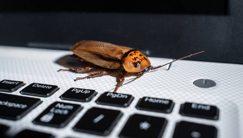 cucaracha teclado 1
