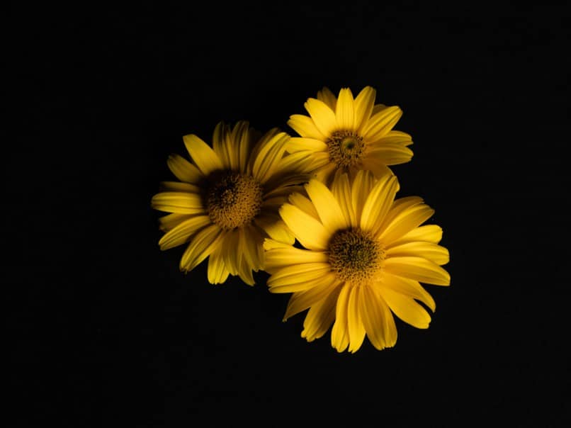 flor amarilla fondo negro 9603