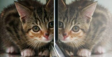 reflejo gato