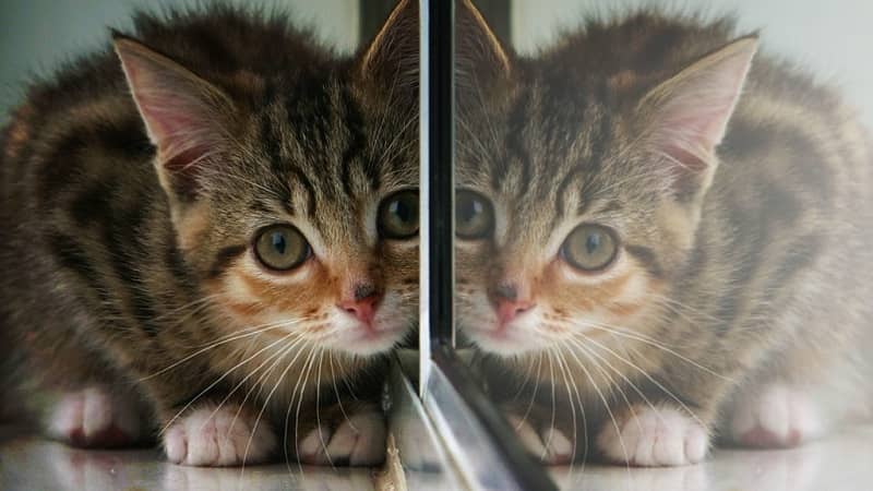 reflejo gato